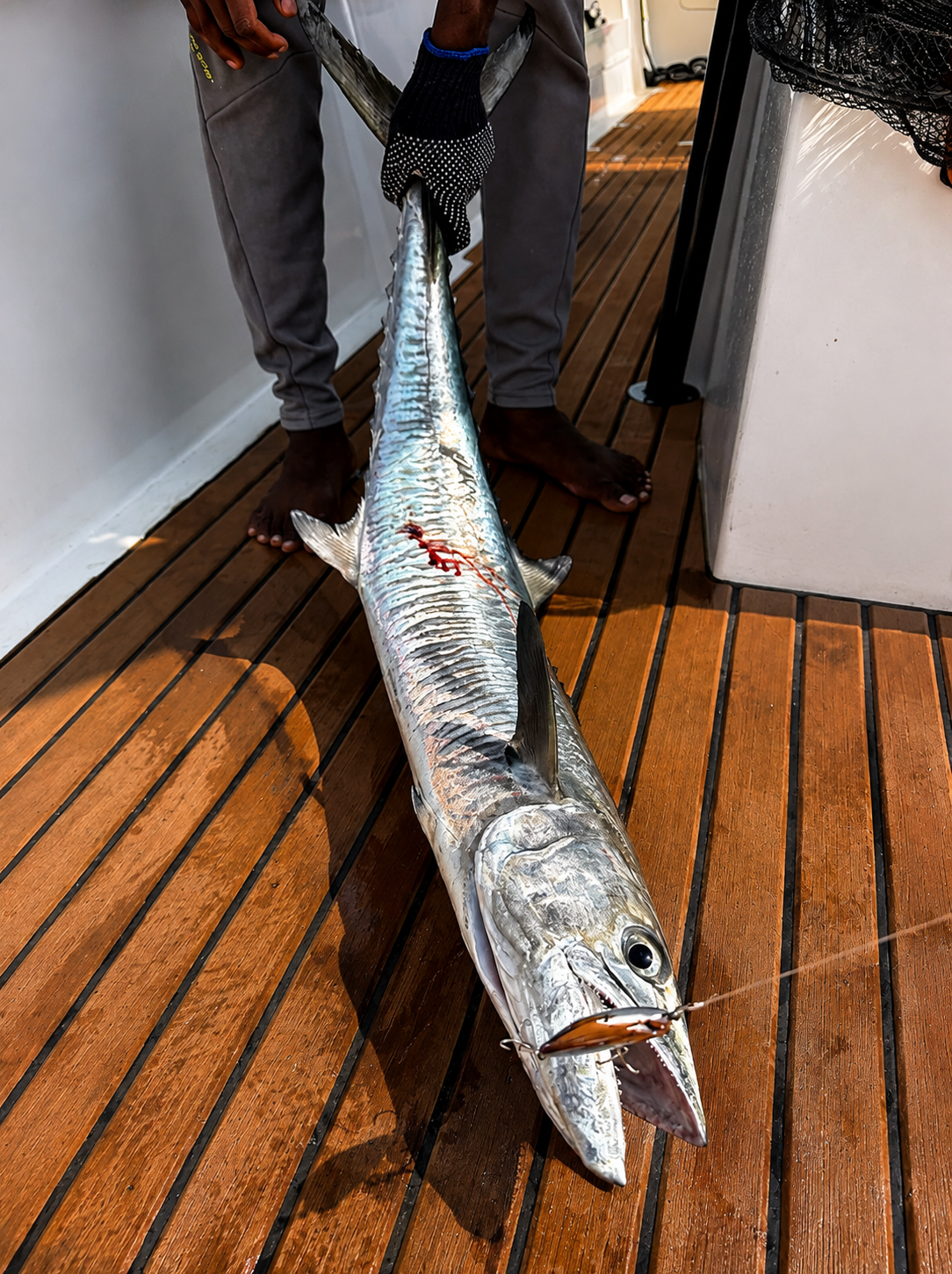 Large kingfish laid out on the teak deck with the lure still in its mouth